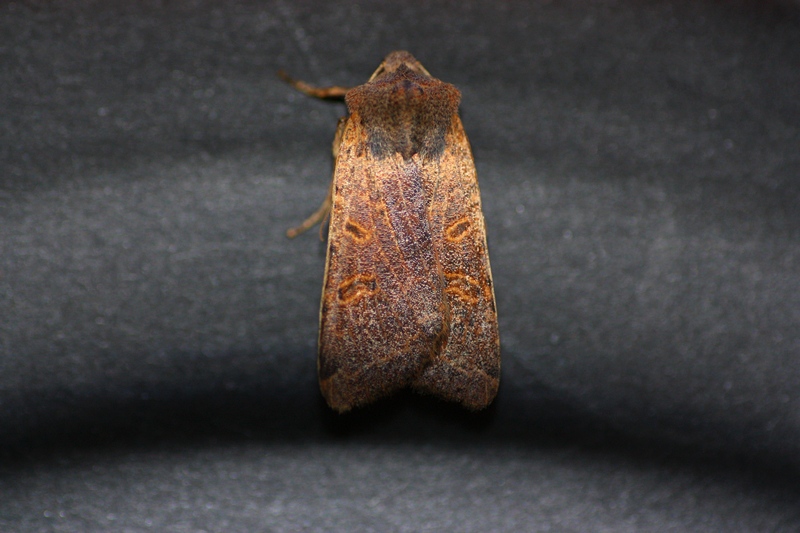 Noctuidae da ID - Agrochola (Agrochola) lychnidis